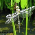 southern hawker (teneral) (Aeshna cyanae) Kenneth Noble